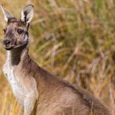 kangaroo